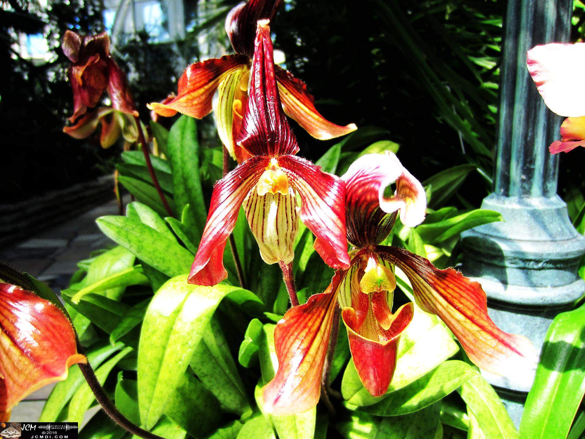 Como Zoo conservatory, MN flowers close up